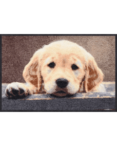 Fußmatte Nosy Dog 50x75cm